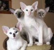 Помет сиамских и балийских котят
