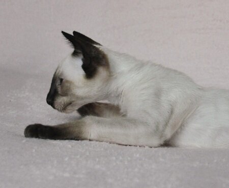 сиамский котенок в профиль