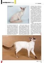 Балийская кошка или балинез в статье о породе